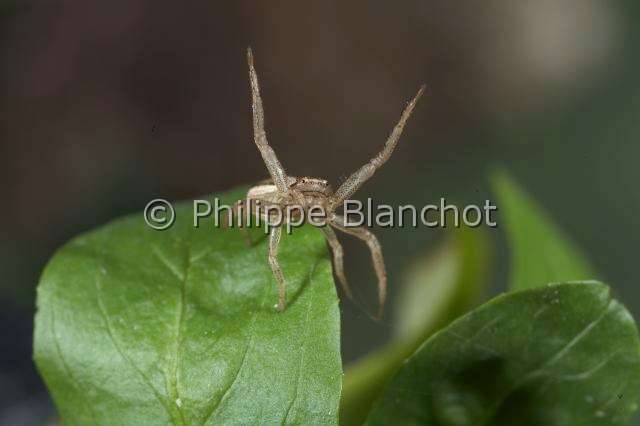 Thomisidae_9405.JPG - France, Araneae, Thomisidae, Araignée crabe (Xysticus sp), femelle captant son environnement à l'aide de ses pattes antérieures